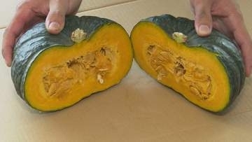 甘くてホクホク “味平かぼちゃ” 最大産地・加賀市で初出荷