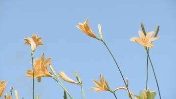 石川・白山市の白山高山植物園でニッコウキスゲなど20種類が見頃に