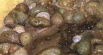 「黒いダイヤ」能登の高級食材“ナマコ”が深刻な不漁、震災と海水温上昇が打撃