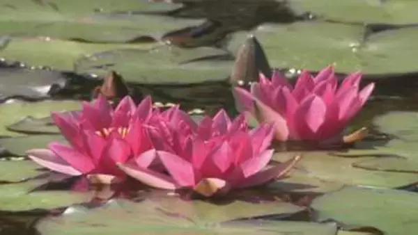 金沢城や兼六園・自生する草花を知る 「四季の花めぐりツアー」
