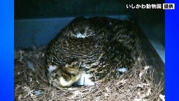ライチョウのヒナ誕生 石川・能美市