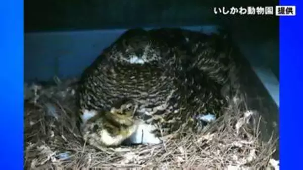 ライチョウのヒナ誕生 石川・能美市