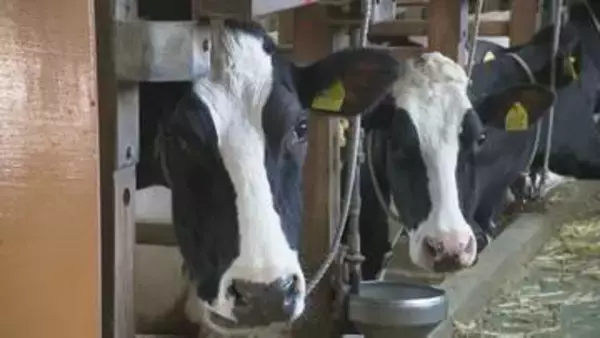 燃料高騰が酪農を直撃 搾乳機洗浄や重機に多額のコスト 石川・内灘町