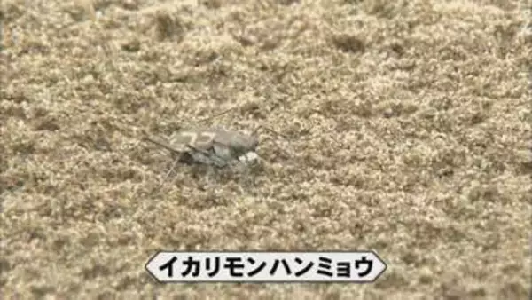 【後編】2010年ごろ200匹に激減、その後５万匹超に「奇跡の昆虫」イカリモンハンミョウ