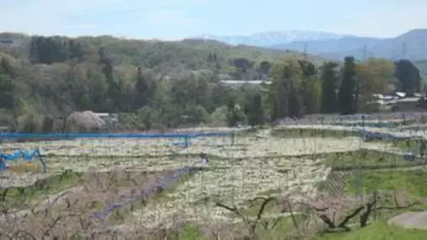 まるで一面の雪景色… 金沢の山沿いでナシの花が満開 授粉作業ピーク