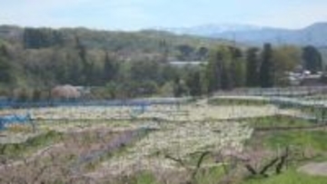 まるで一面の雪景色… 金沢の山沿いでナシの花が満開 授粉作業ピーク