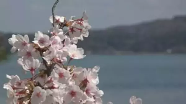 「サクラと共に復興歩む」2028年の全旅館再開へ 能登・和倉温泉で150本のサクラが紡ぐ希望