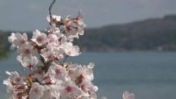 「サクラと共に復興歩む」2028年の全旅館再開へ 能登・和倉温泉で150本のサクラが紡ぐ希望