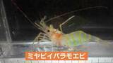 「新種の深海エビ採取・雅な姿から「ミヤビイバラモエビ」能登半島の内浦海域で初」の画像1