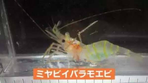 新種の深海エビ採取・雅な姿から「ミヤビイバラモエビ」能登半島の内浦海域で初