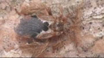 「追い求めた憧れの虫」 36年ぶりの大発見！ 絶滅危惧のカメムシ 独特の臭いはなく、肉食 発見の瞬間「止まれ！」石川県ふれあい昆虫館で公開 全国でここだけ 「拝みました」