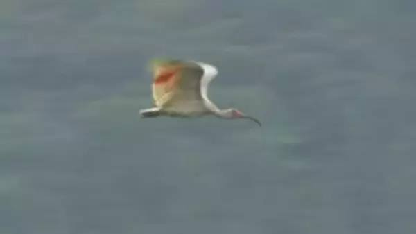 石川・能登地方で放鳥の「トキ」2羽死んでいるのが見つかる 動物に食べられた跡も