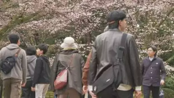 「まもなく満開間近！国の特別名勝・兼六園で無料開園始まる」の画像