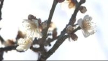 今年一番の暖かさ 石川・小松17度、金沢16.5度 兼六園「梅ほころぶ」