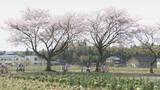 「廃線跡を彩る1200本の桜並木 石川・能美市の「健康ロード」散り際の見納め」の画像1