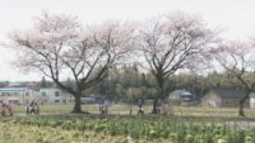廃線跡を彩る1200本の桜並木 石川・能美市の「健康ロード」散り際の見納め