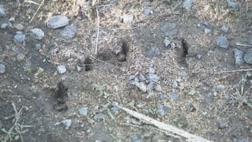 「目の前にクマが」石川・能美市の庭・畑で目撃相次ぐ 警察「外出控えて」