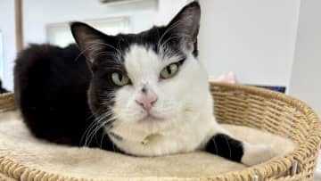 カラスに襲われ瀕死だった3本足の保護猫「ふくちゃん」今や広報部長に!フォロワー16万人超え!石川県の運送会社で「“ふく”利厚生」と「にゃんハラ」をもたらす日常