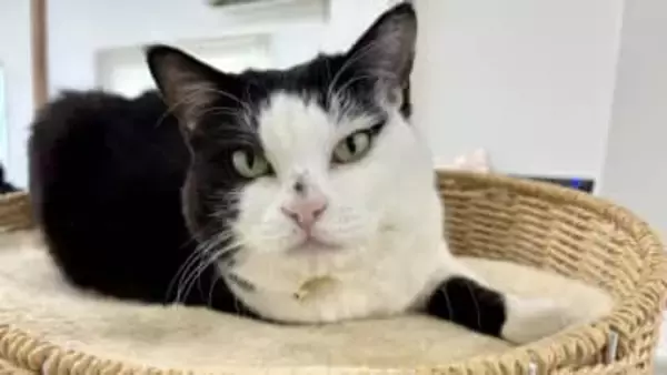 カラスに襲われ瀕死だった3本足の保護猫「ふくちゃん」今や広報部長に！フォロワー16万人超え！石川県の運送会社で「“ふく”利厚生」と「にゃんハラ」をもたらす日常