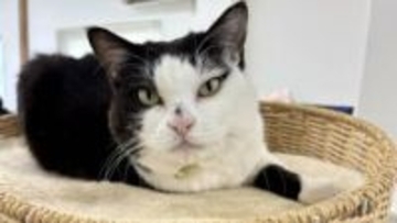 カラスに襲われ瀕死だった3本足の保護猫「ふくちゃん」今や広報部長に！フォロワー16万人超え！石川県の運送会社で「“ふく”利厚生」と「にゃんハラ」をもたらす日常