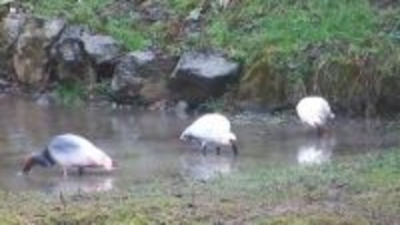 【能登地域トキ放鳥】2度目の放鳥場所は石川・中能登町春木地区に決定 推進協議会が「えさ資源量」など総合的に評価