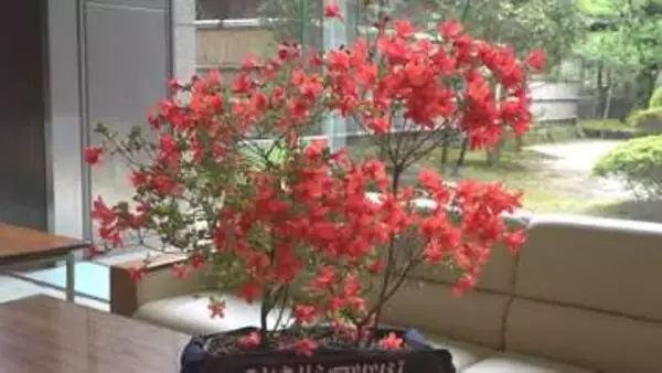 「燃えるような深紅の花」のとキリシマツツジ・個人宅の庭でも公開 石川・奥能登