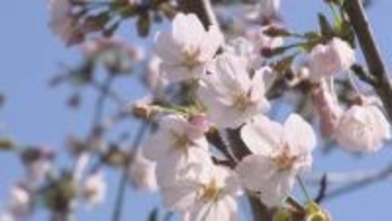 金沢でソメイヨシノ「満開」に 平年より5日早く、2025年より3日早く