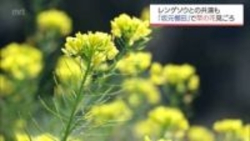 "日本の棚田百選"　日南市「坂元棚田」で菜の花が見ごろに　レンゲソウとの共演も