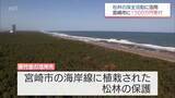 「企業版ふるさと納税制度を活用し松林の保全活動を　宮崎市にシーガイアの運営企業が1500万円を寄付」の画像1