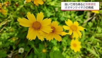 「勝手に抜いて持ち帰ると法律違反」見た目はかわいい最高300万円罰金の特定外来生物「オオキンケイギク」の脅威