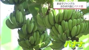 まるでジャングル･･･カラオケ店にバナナ5万本！1本の苗木から50年かけ繁殖させた男性の思い