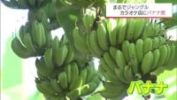 まるでジャングル･･･カラオケ店にバナナ5万本！1本の苗木から50年かけ繁殖させた男性の思い