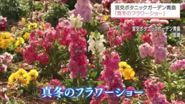 ストックやポピーなど約1万株が咲き誇る「真冬のフラワーショー」　宮崎市の宮交ボタニックガーデン青島で開催