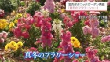 ストックやポピーなど約1万株が咲き誇る「真冬のフラワーショー」　宮崎市の宮交ボタニックガーデン青島で開催