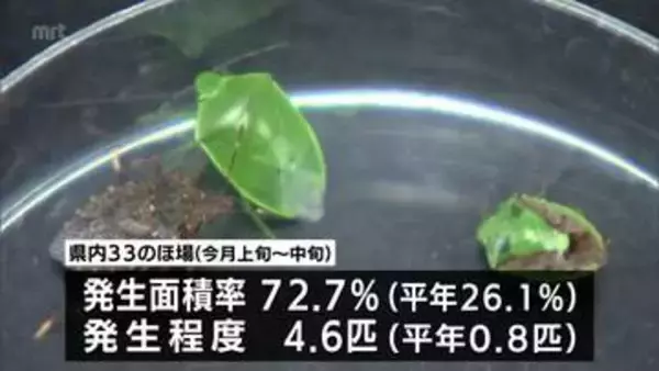 稲の品質低下をもたらすカメムシの発生程度が過去10年で最高に　宮崎県は「病害虫発生予察注意報」発表　防除徹底を呼びかけ