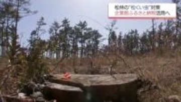 松林の「松くい虫」被害対策に　宮崎市が「企業版ふるさと納税」を活用へ