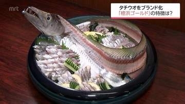 宮崎市で水揚げ　最高品質のテンジクタチウオをブランド化　「檍浜ゴールド」とは
