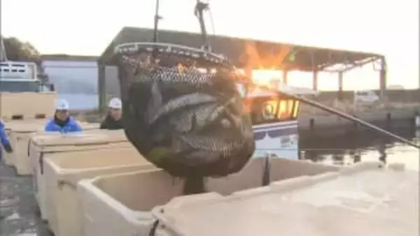 延岡市北浦町　正月用のブリの出荷ピーク