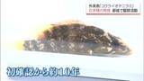 「体長20cm超の"大物"も　生態系への影響懸念　肉食外来魚「コウライオヤニラミ」　都城市で関係機関が駆除活動」の画像1