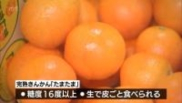 完熟きんかん「たまたま」今季の販売が解禁　東京の市場では1キロ20万円の過去最高値タイ