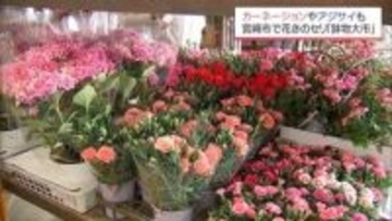 「母の日」を前に　カーネーションなどがセリに「鉢物大市」　宮崎市花き地方卸売市場