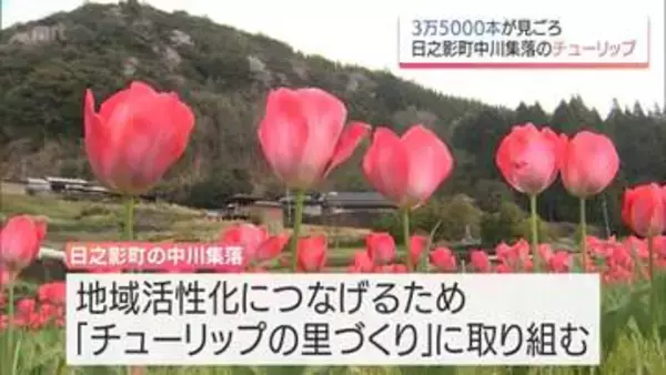 日之影町中川集落で約3万5千本のチューリップが咲き誇る　8世帯16人の住民が育てる