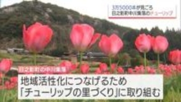 日之影町中川集落で約3万5千本のチューリップが咲き誇る　8世帯16人の住民が育てる