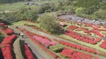 三股町の椎八重公園　６万本のツツジが見頃