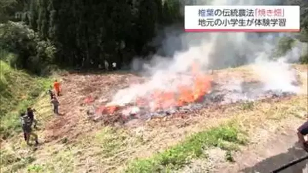 山の斜面を焼き払い ソバなどを栽培　椎葉村の伝統農業「焼き畑」を地元小学生が体験