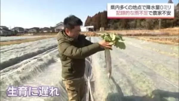 多くの地点で降水量0ミリ　宮崎県内は記録的な雨不足に　農作物の生育に遅れが