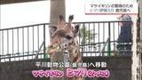 「宮崎市フェニックス自然動物園のマサイキリン「ヒマリ」　鹿児島への嫁入りが決定」の画像1