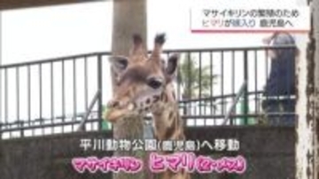 宮崎市フェニックス自然動物園のマサイキリン「ヒマリ」　鹿児島への嫁入りが決定