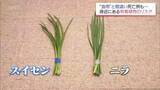 「ニラとスイセン見分けられる？　誤食による食中毒　死亡例も…身近に潜む有毒植物の罠」の画像1