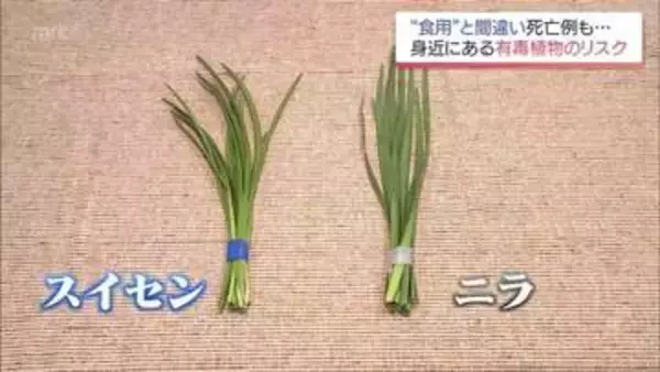 ニラとスイセン見分けられる？　誤食による食中毒　死亡例も…身近に潜む有毒植物の罠